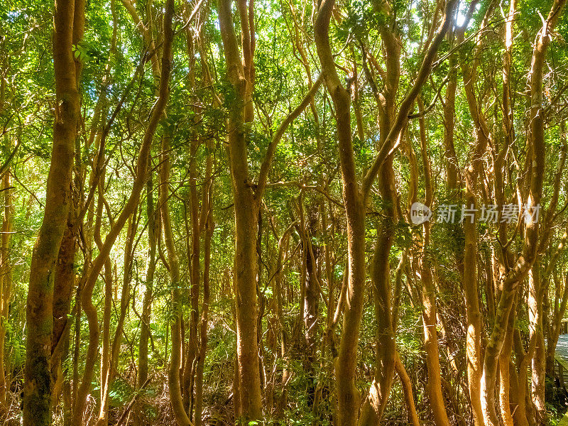 郁郁葱葱的花木森林(Luma apiculata)(又名智利myrtle或temu)，位于ChiloÃ©智利洛斯拉各斯地区(湖区)岛的西海岸国家公园ChiloÃ©